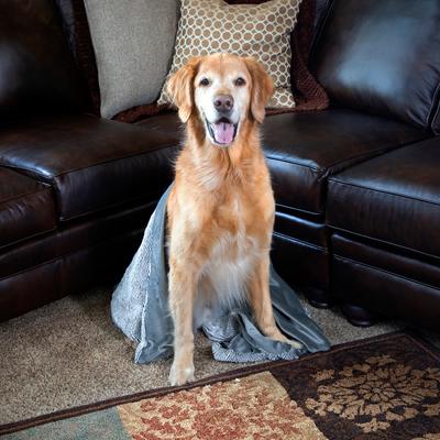 Show full view: SP Dog & Cat Blanket, Grey, Jumbo slide 9 of 10