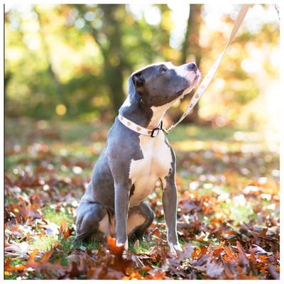 Show full view: Up Country Heart of Gold Dog Collar, White, X-Small: 6 to 12-in neck, 5/8-in wide slide 2 of 5