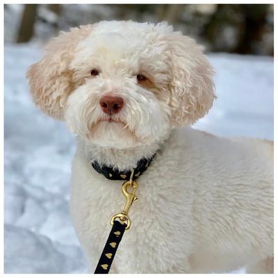 Show full view: Up Country Heart of Gold Dog Collar, Black, Small: 9 to 15-in neck, 5/8-in wide slide 2 of 5