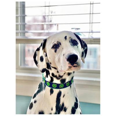 Show full view: Up Country Shamrock Dog Collar, Navy, XX-Large: 21 to 27-in neck, 1-in wide slide 2 of 5