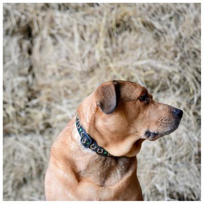 Show full view: Up Country Horseshoes Dog Collar, X-Small: 6 to 12-in neck, 5/8-in wide slide 2 of 5