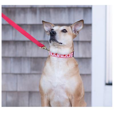 Show full view: Up Country Heart to Heart Dog Collar, X-Small: 6 to 12-in neck, 5/8-in wide slide 2 of 5