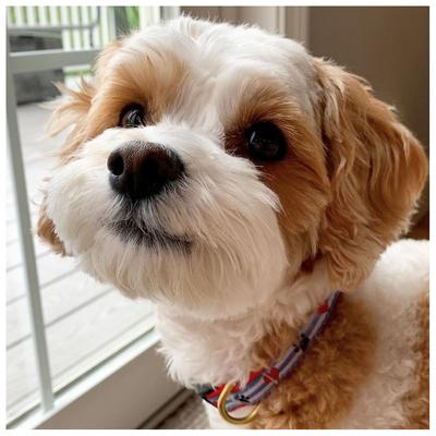 Show full view: Up Country Pawprint Stripe Dog Leash, 5-ft long, 1-in wide slide 2 of 5