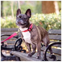 Up Country Love Dog Collar, Small: 9 to 15-in neck, 5/8-in wide slide 2 of 5