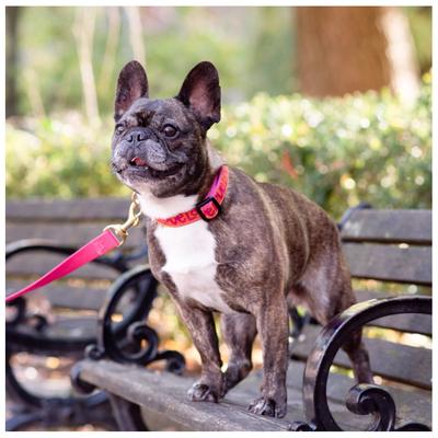 Show full view: Up Country Love Dog Collar, Large: 15 to 21-in neck, 1-in wide slide 2 of 5