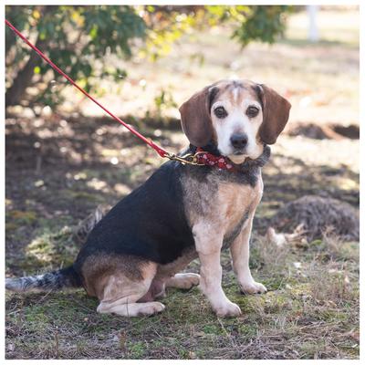 Show full view: Up Country All Hearts Dog Collar, Medium: 12 to 18-in neck, 1-in wide slide 3 of 6