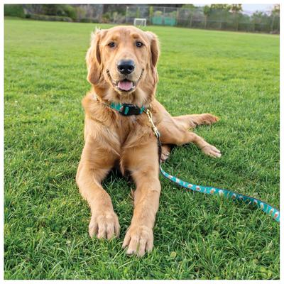 Show full view: Up Country Beer Dog Collar, XX-Large: 21 to 27-in neck, 1-in wide slide 3 of 6