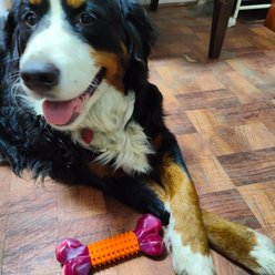 Kseroo Aggressive Chewers Peanut Butter Flavor Nylon & Rubber Tough Chew Dog Toy, Orange, 1 count slide 2 of 9