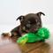 Show in main carousel: KONG Plush Frog Dog Toy, X-Small slide 6 of 11
