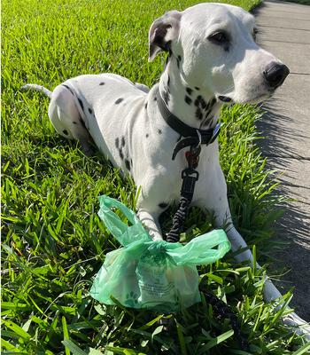 Show full view: BioBag Handle Pet Waste Bags, 150 count slide 3 of 5