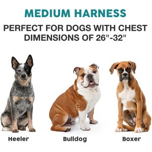 Embark Harness Co. Adventure No Pull Dog Harness, Aurora, Medium