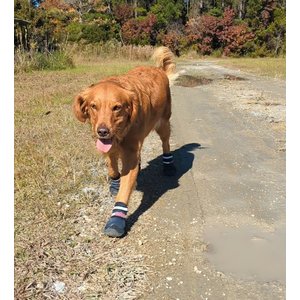 Bark Brite New All Terrain All Weather Neoprene Dog Shoe, Stone Blue, X-Large