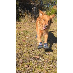 Bark Brite New All Terrain All Weather Neoprene Dog Shoe, Stone Blue, X-Large
