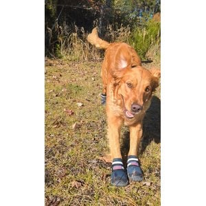 Bark Brite New All Terrain All Weather Neoprene Dog Shoe, Stone Blue, Large