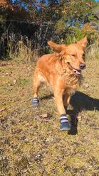Bark Brite New All Terrain All Weather Neoprene Dog Shoe, Stone Blue, Medium