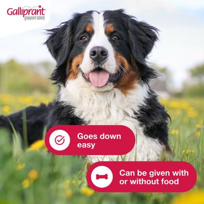 Show full view: Galliprant (grapiprant) Tablets for Dogs, 60-mg, 90 tablets slide 7 of 11