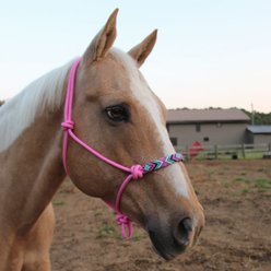 Derby Originals No Hardware 1200D 150g Medium Weight Foal & Mini Horse Turnout Blanket, Turquoise, 30 x 36-in slide 2 of 2