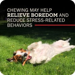 Redbarn 7" Odor-Free Bully Stick Dog Treat, 1 count slide 2 of 9