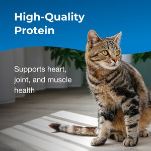 PetAg KMR Healthy Aging Milk Powder Supplement for Cats, 14-oz
