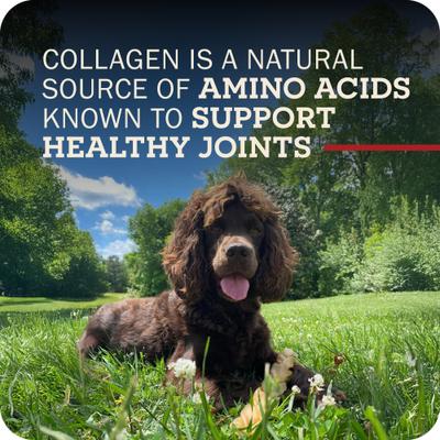 Show full view: Redbarn Collagen Sticks Dog Chew, Large, 3 count slide 9 of 12