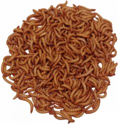 ABDragons Live Mealworms Reptile, Bird, Fish & Small Pet Food, Giant, 25 count