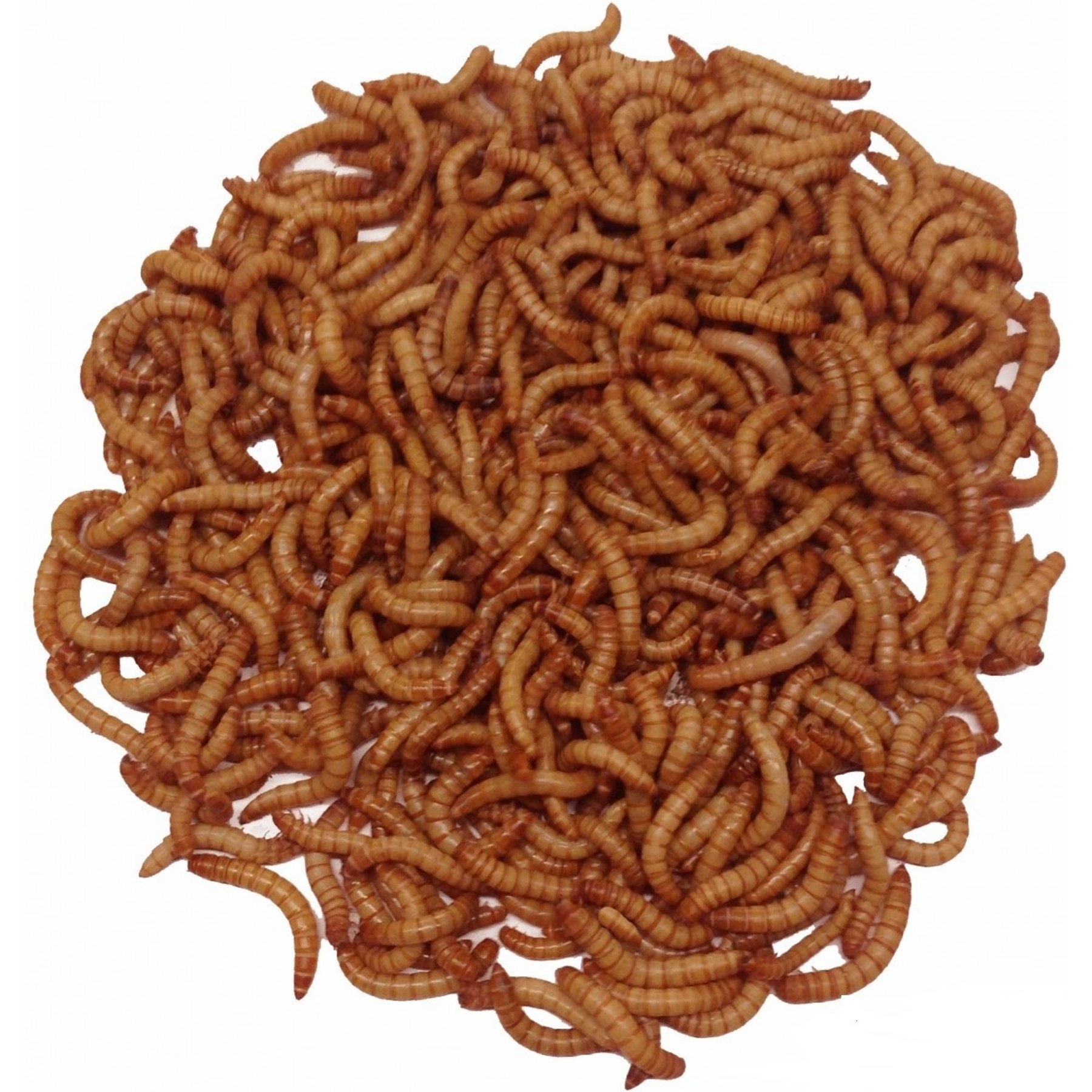 ABDragons Live Mealworms Reptile, Bird, Fish & Small Pet Food, Giant, 100 count