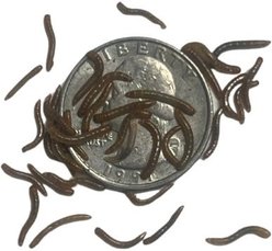 ABDragons Live Mealworms Reptile, Bird, Fish & Small Pet Food, Micro, 50 count