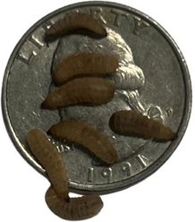 ABDragons Live Black Soldier Flies Larvae Reptile, Bird, Fish & Small Pet Food, Small, 1000 count