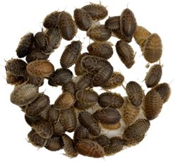 ABDragons Live Dubia Roaches Reptile, Bird, Fish & Small Pet Food, Medium, 300 count