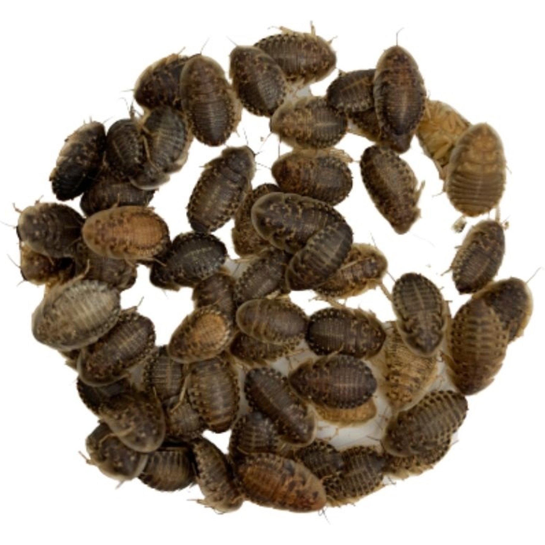 ABDragons Live Dubia Roaches Reptile, Bird, Fish & Small Pet Food, Medium, 300 count