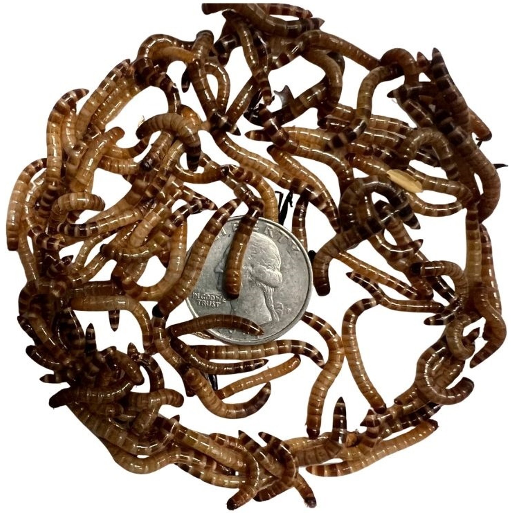 ABDragons Live Superworms Reptile, Bird, Fish & Small Pet Food, Small, 1000 count