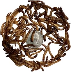 ABDragons Live Superworms Reptile, Bird, Fish & Small Pet Food, Small, 100 count