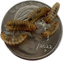 ABDragons Live Black Soldier Flies Larvae Reptile, Bird, Fish & Small Pet Food, Medium, 1000 count