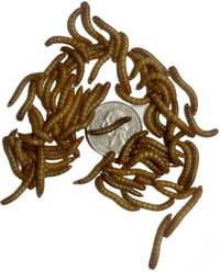 ABDragons Live Mealworms Reptile, Bird, Fish & Small Pet Food, Large, 50 count