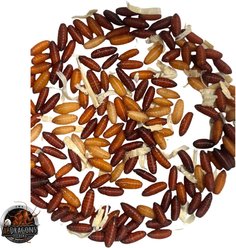 ABDragons Live Blue Bottle Fly Larve Reptile, Fish, Spider Food, 50 count slide 2 of 3
