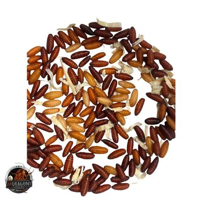 Show full view: ABDragons Live Blue Bottle Fly Larve Reptile, Fish, Spider Food, 500 count slide 3 of 3