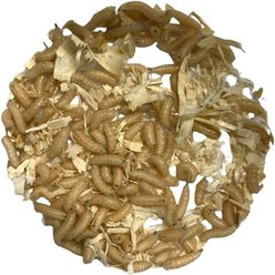 ABDragons Live Blue Bottle Fly Larve Reptile, Fish, Spider Food, 50 count