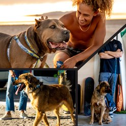 Wolfgang Heavy Duty DawnPatrol Martingale Dog Collar with Quick Release, Medium: 12 to 18-in neck, 1-in wide slide 2 of 6