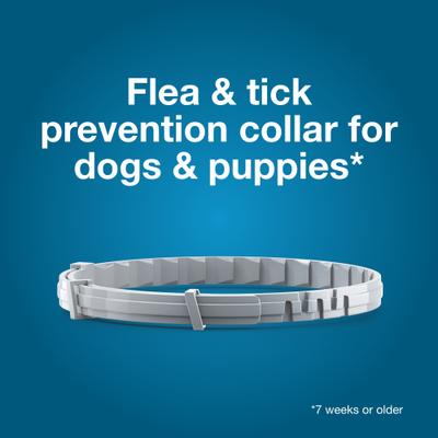 Show full view: Seresto Flea & Tick Collar for Dogs, up to 18-lbs, 1 Collar (8-mos. supply) slide 4 of 10