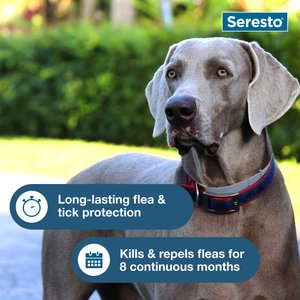 Seresto Flea & Tick Collar for Dogs, over 18-lbs, 1 Collar (8-mos. supply)