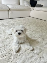 Revival Rugs Ebb Area Rug, Bone Beige, 31 x 108-in