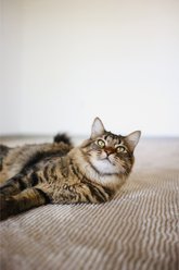 Revival Rugs Stripe Area Rug, Bone Beige, 94 x 120-in