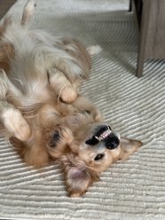 Revival Rugs Record Area Rug, Bone Beige, Pale Sage Gray, Sage Green, 47 x 73-in