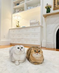 Revival Rugs Bloom Area Rug, 79 x 108-in