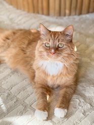 Revival Rugs Shell Area Rug, Bone Beige, 94 x 120-in