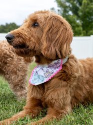 Simply Southern Trellis Patchwork Dog Bandana slide 2 of 2