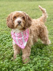 Simply Southern Cherry Stripes Dog Bandana slide 2 of 2
