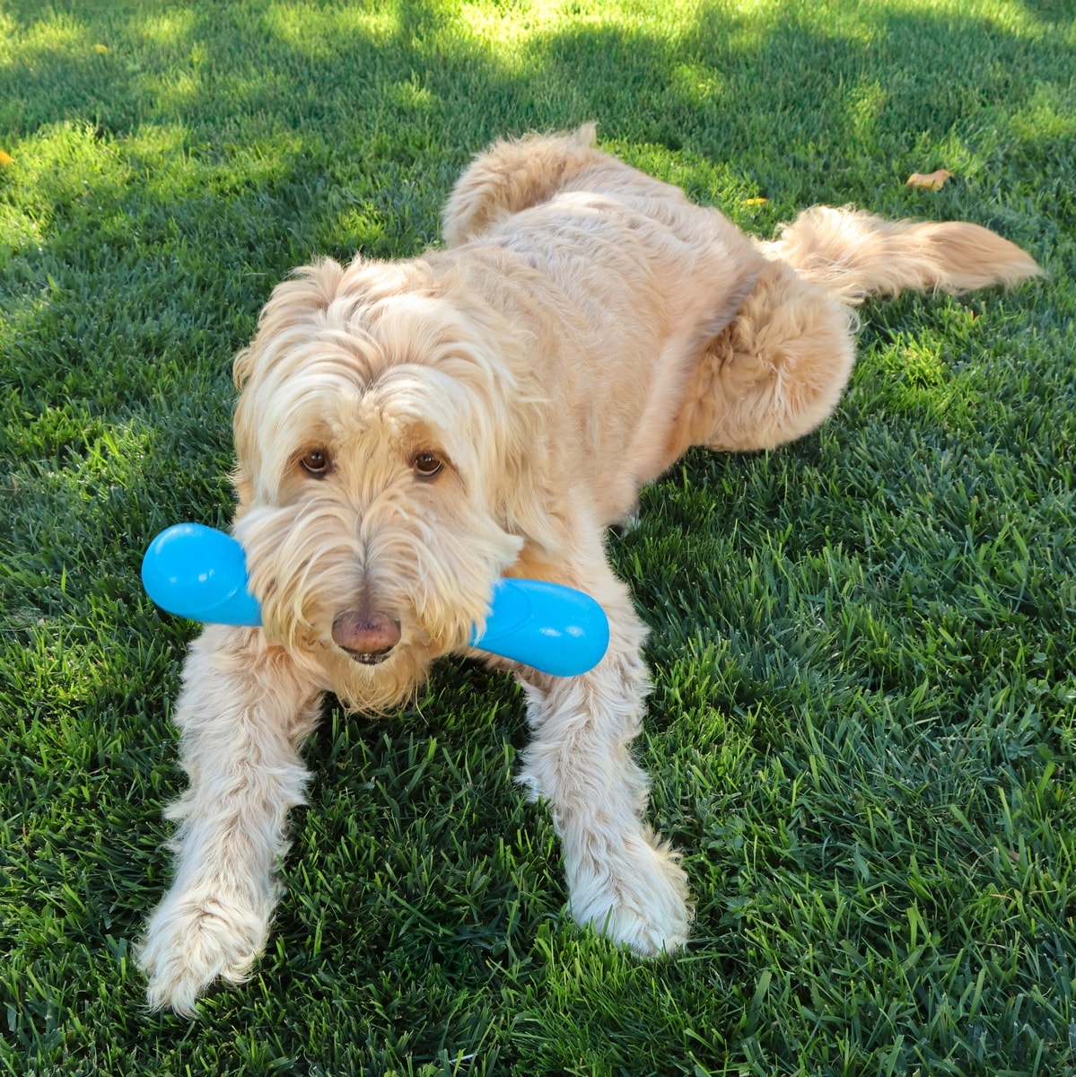 KONG Squeakz Stick Ropes Tug Dog Toy, Blue, Medium - Chewy.com