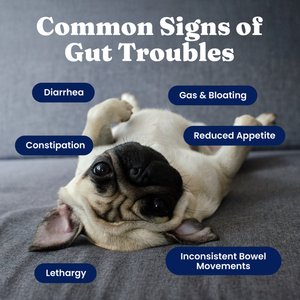 Solid Gold Mellow Belly Probiotic Soft Chews Digestive Supplement for Dogs, 120 count