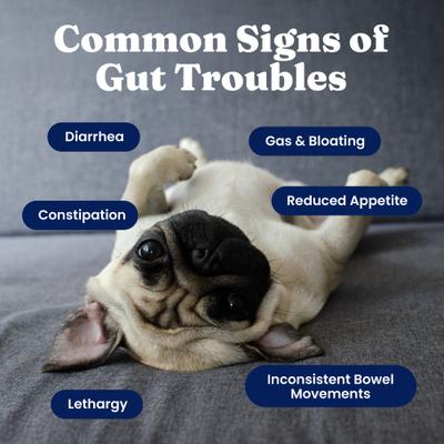 Show full view: Solid Gold Mellow Belly Probiotic Soft Chews Digestive Supplement for Dogs, 60 count slide 4 of 11